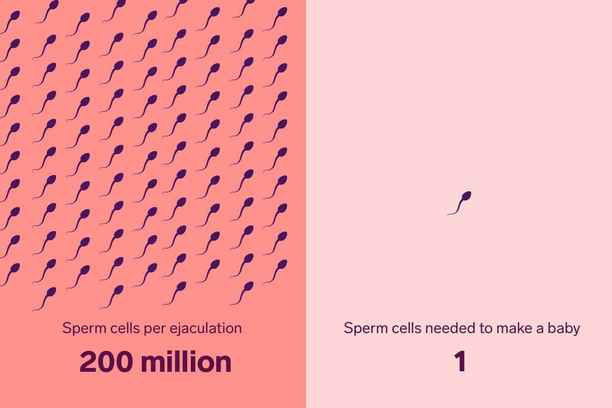 FUBAR reccomend Sperm facts conception 8 Surprising Facts About Fertility