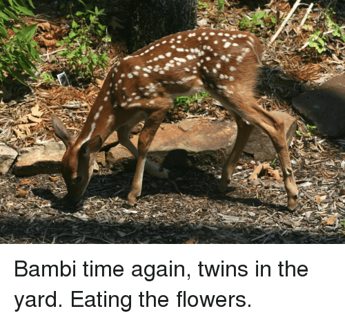 500px x 463px - The bambi twins lesbians . Porn tube. Comments: 1
