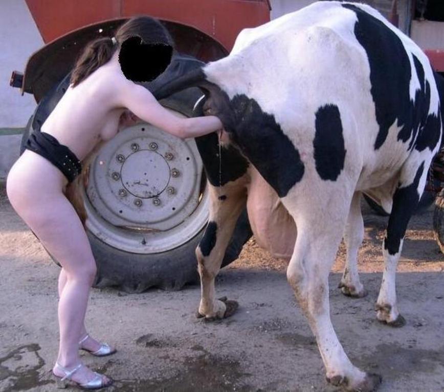 Cow Vagina Porn.
