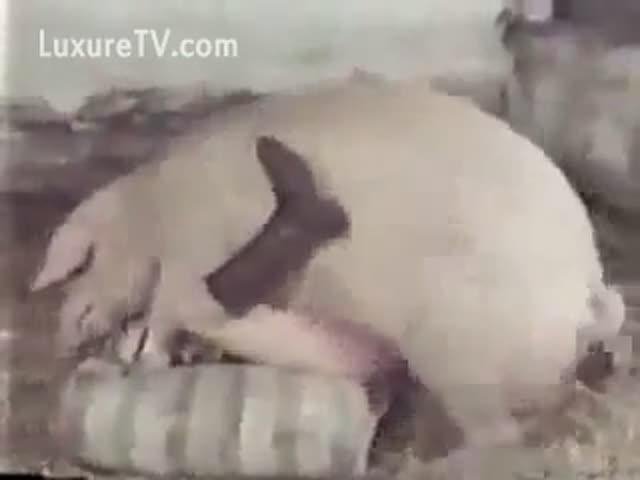 Horny Pig